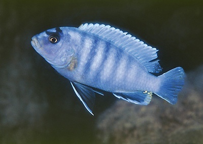 Pseudotropheus sp. 'perspicax tanzania' Ngkuyo Island